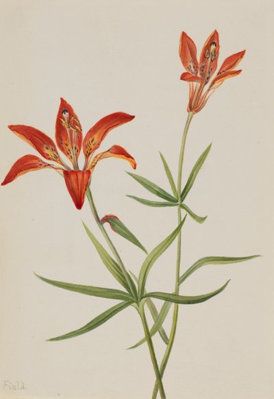 Lelie Lilium montanum door Mary Vaux Walcott