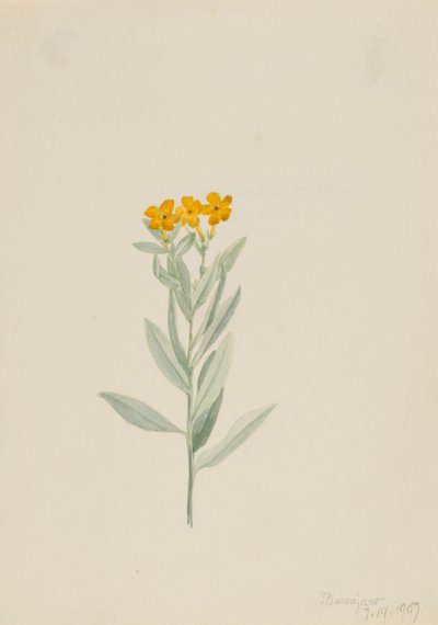 Lithospermum canescens, 1907 door Mary Vaux Walcott