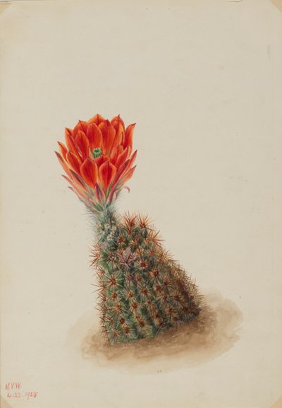Lloyds Aardbeicactus (Echinocereus lloydii) door Mary Vaux Walcott
