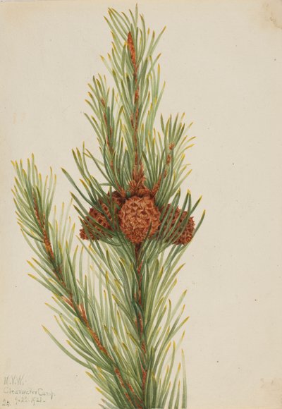 Lodgepole Pine Pinus Contorta murrayana door Mary Vaux Walcott
