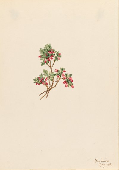 Lage Bosbes Vaccinium caespitosum, 1918 door Mary Vaux Walcott