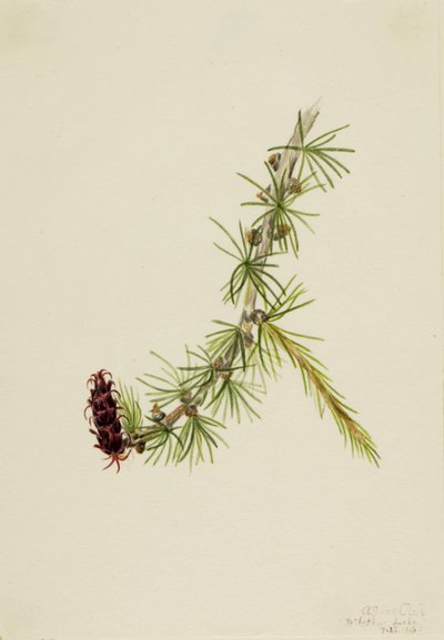 Lyall Lork Larix lyallii, 1913 door Mary Vaux Walcott