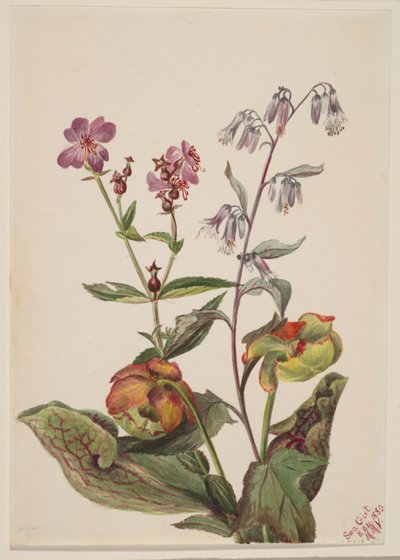 Weideschoonheid (Rhexia virginica), ratelslangrat (Nabalus albus), bekerplant (Sarracenia purpurea) door Mary Vaux Walcott