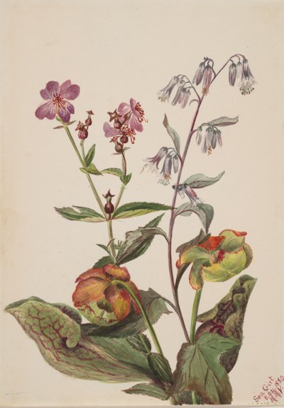 Weide schoonheid Rhexia virginica, ratelslangwortel Nabalus albus, bekerplant door Mary Vaux Walcott