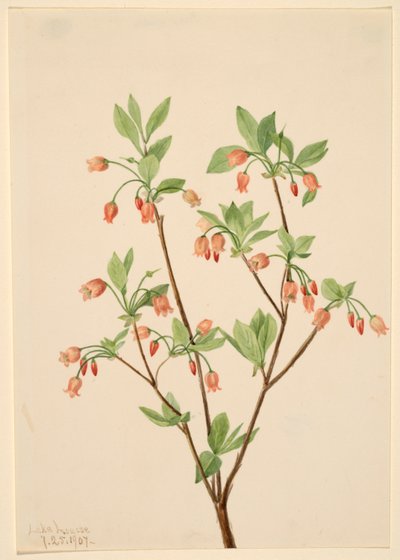 Menziesea (Menziesea glabella) door Mary Vaux Walcott