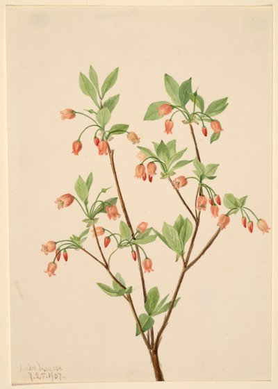 Menziesea Menziesea glabella door Mary Vaux Walcott