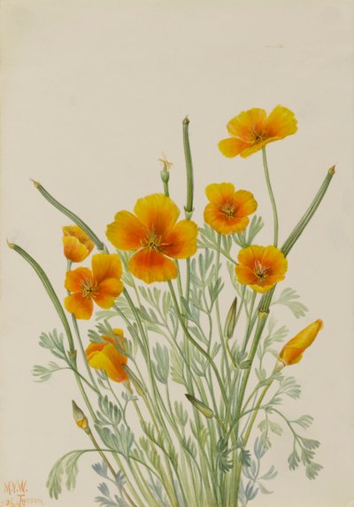 Mexicaanse klaproos Eschscholtzia mexicana, 1927 door Mary Vaux Walcott