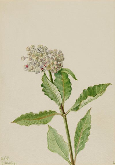 Milkweed (Ascelpias) door Mary Vaux Walcott
