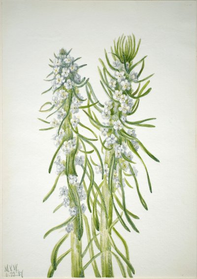 Mijnwerkerskaars (Oreocarya virgata) door Mary Vaux Walcott