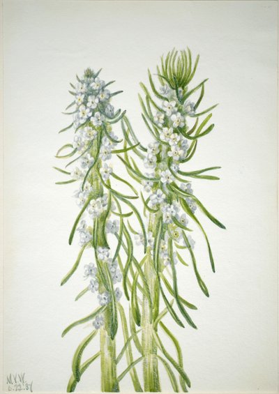 Mijnwerkerskaars Oreocarya virgata door Mary Vaux Walcott