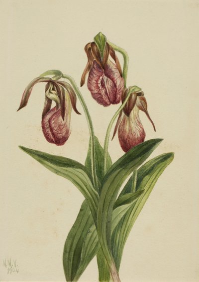 Mocassinbloem (Cypripedium acaule) door Mary Vaux Walcott