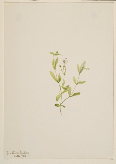 Moehringia laberiflora door Mary Vaux Walcott
