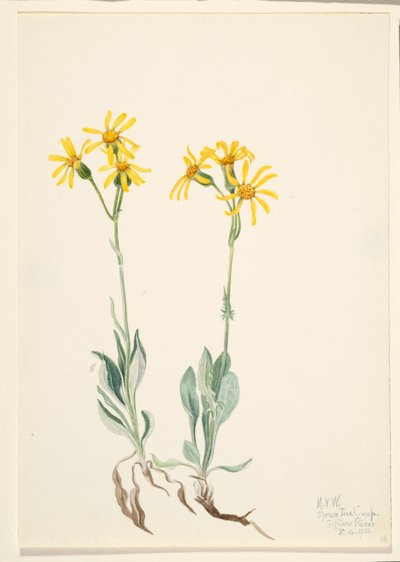 Montana Parnassia (Parnassia montanesis) door Mary Vaux Walcott