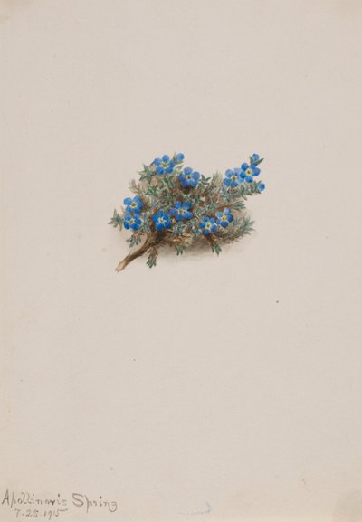 Mos vergeet-mij-nietje (Eritichum elongatum) door Mary Vaux Walcott