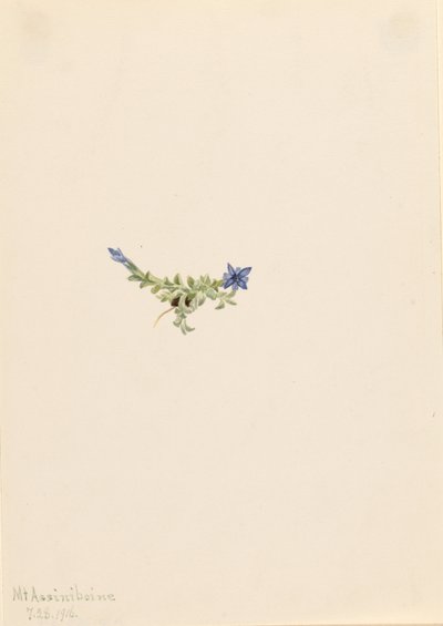 Mos Gentiaan (Gentiana prostrata) door Mary Vaux Walcott