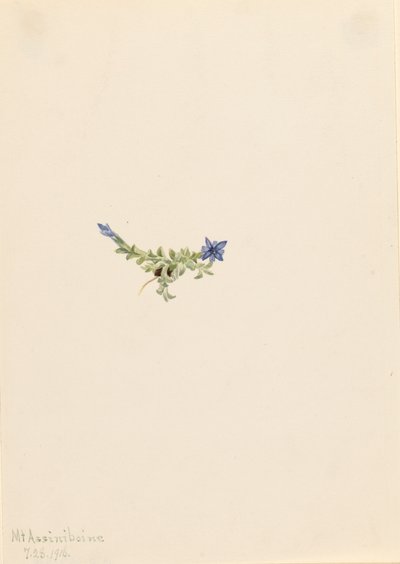 Mosgentiaan Gentiana prostrata door Mary Vaux Walcott
