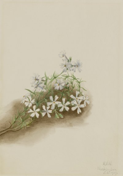 Mosroze (Phlox subulate) door Mary Vaux Walcott