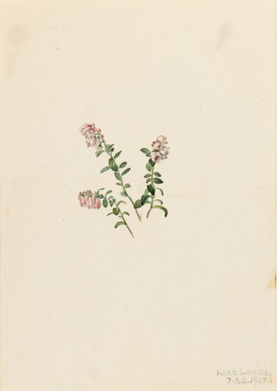 Veenbes (Vaccinium vitisidaea minus) door Mary Vaux Walcott
