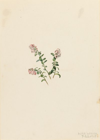 Bergveenbes Vaccinium vitisidaea minus door Mary Vaux Walcott