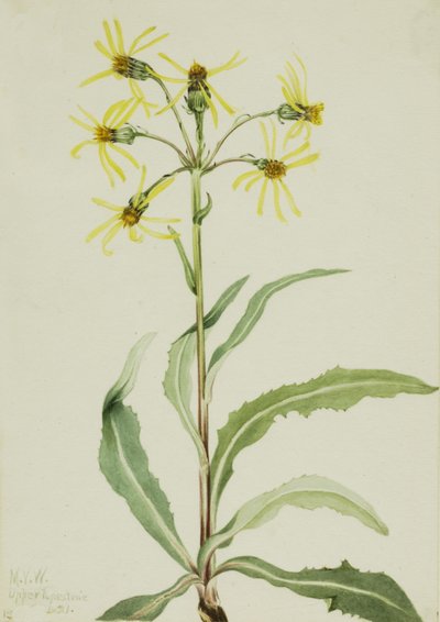 Rouwende Kruiskruid Senecio lugens, 1921 door Mary Vaux Walcott