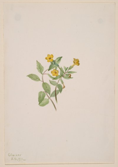 Muskusbloem (Mimulus moschatus) door Mary Vaux Walcott