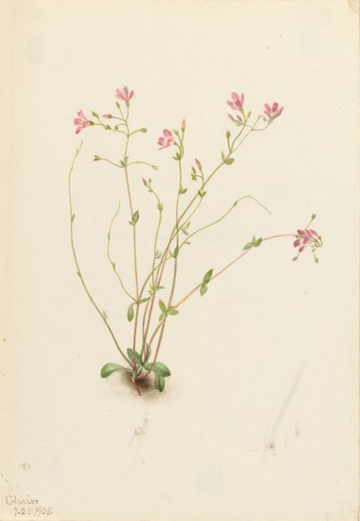Naiad lenteschoonheid (Claytonia parvifolia) door Mary Vaux Walcott