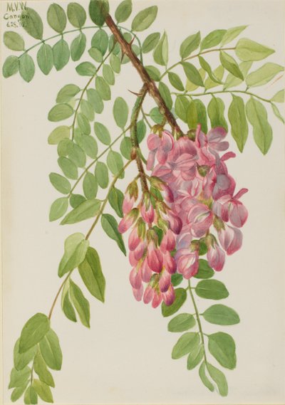 Nieuwe Mexicaanse sprinkhaan (Robinia neomexicana) door Mary Vaux Walcott