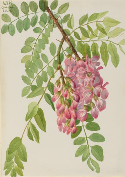 Nieuw Mexicaanse Robinia neomexicana, 1938 door Mary Vaux Walcott