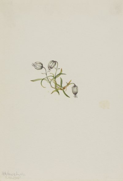 Knikkerkampioen (Lychnis apetala) door Mary Vaux Walcott