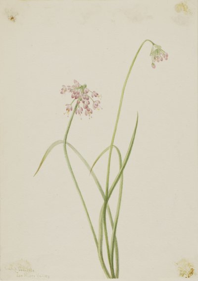 Knobbelui (Allium cernuum) door Mary Vaux Walcott