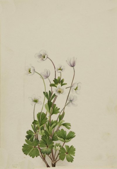 Noordelijke anemoon Anemone parviflora, 1924 door Mary Vaux Walcott