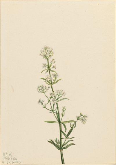 Bedstro (Galium boreale) door Mary Vaux Walcott