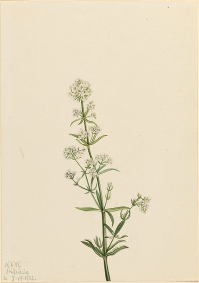 Noordelijke Bedstro Galium boreale, 1922 door Mary Vaux Walcott