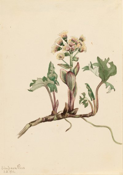 Groot hoefblad (Petasites hyperboreus) door Mary Vaux Walcott