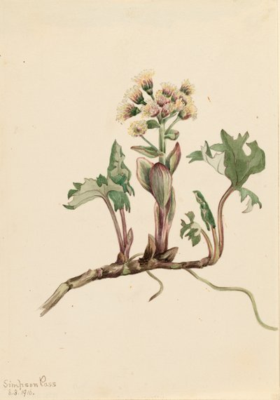 Noordelijke Hoefblad Petasites hyperboreus, 1916 door Mary Vaux Walcott