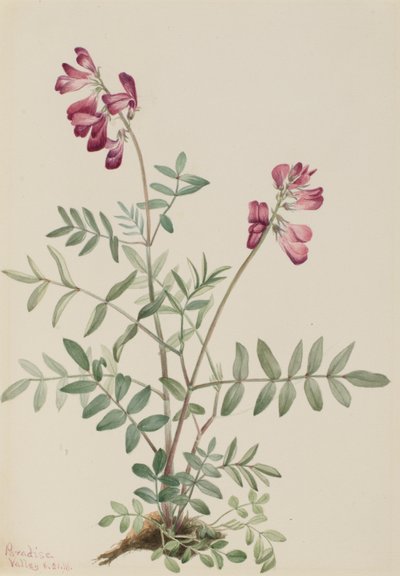 Noordelijke Hedysarum (Hedysarum boreale) door Mary Vaux Walcott