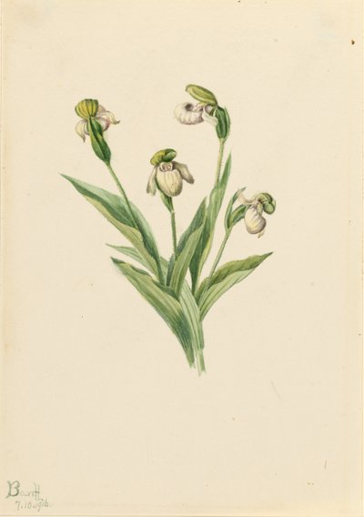 Vrouwenschoentje (Cypripedium passerinum) door Mary Vaux Walcott