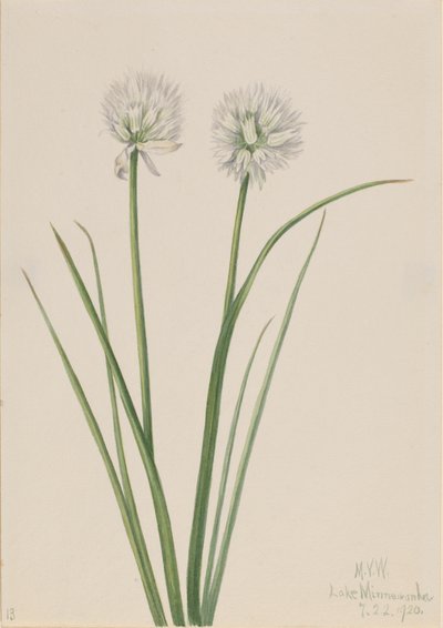 Noordelijke ui Allium sibiricum, 1920 door Mary Vaux Walcott