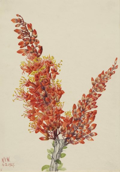 Ocotillo (Fouquieria splendens) door Mary Vaux Walcott