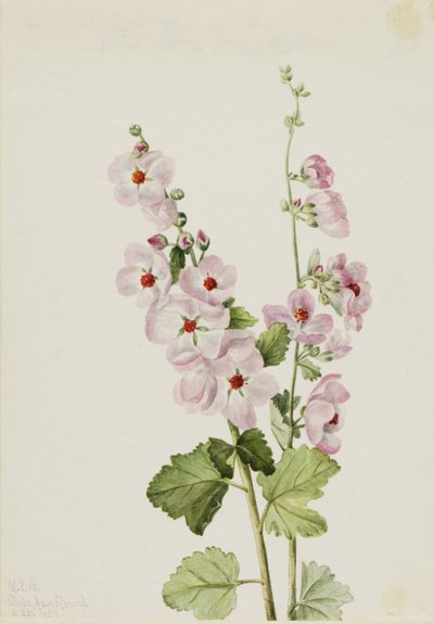 Oranje-ooggloemkruid (Sphaeralcea davidsonii) door Mary Vaux Walcott