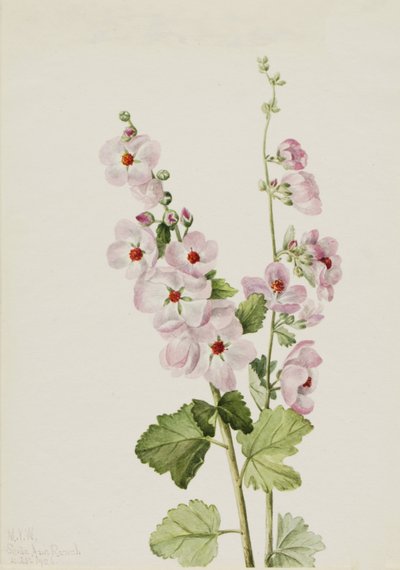 Oranje-Oog Globemallow, 1926 door Mary Vaux Walcott