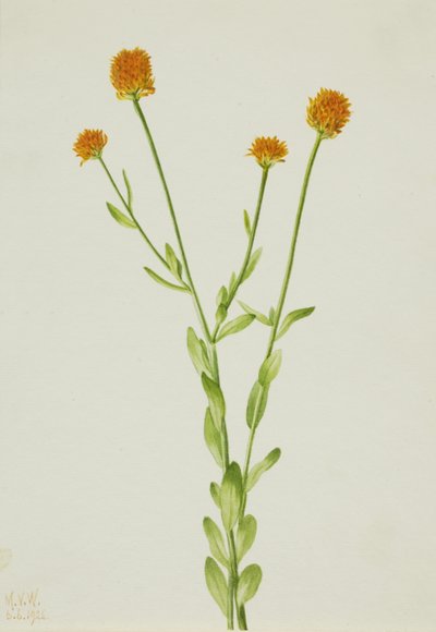 Oranje Polygala Polygala lutea, 1926 door Mary Vaux Walcott