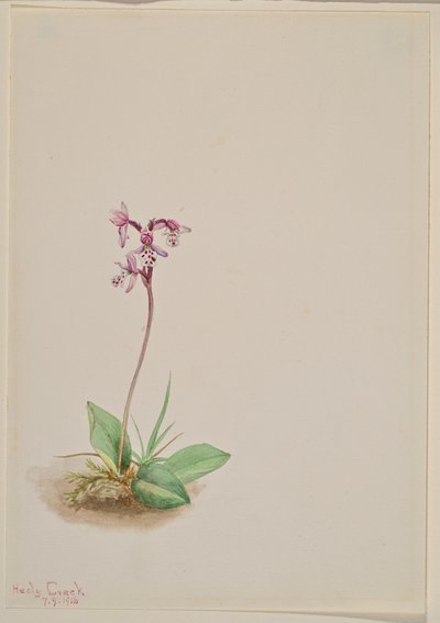 Orchis Orchis rotundifolia door Mary Vaux Walcott
