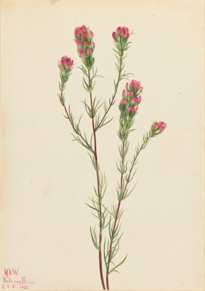 Uilklaver Orthocarpus tenuifolius, 1923 door Mary Vaux Walcott