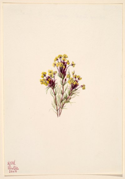 Uilenklaver (Orthocarpus erianthus) door Mary Vaux Walcott