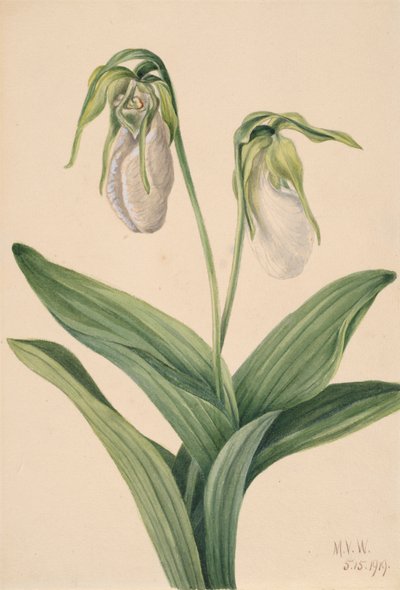 Bleke Vrouwenschoen Cypripedium acaule, 1919 door Mary Vaux Walcott