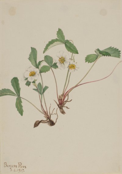 Bleke aardbei (Fragaria glauca) door Mary Vaux Walcott