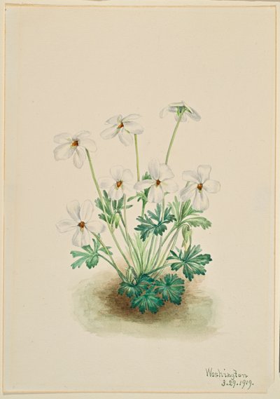 Viooltje (Viola pedata) door Mary Vaux Walcott