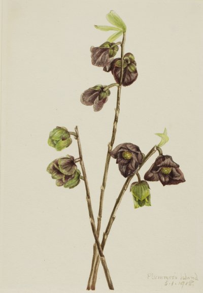 Papaja Asimina triloba door Mary Vaux Walcott
