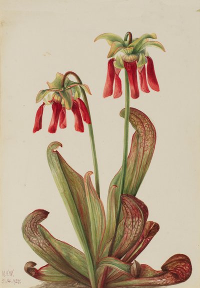 Papegaaibekerplant Sarracenia psittacina door Mary Vaux Walcott